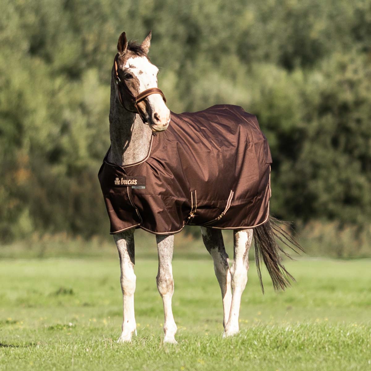 Bucas Irish Turnout 50 & Neck Cover Brown