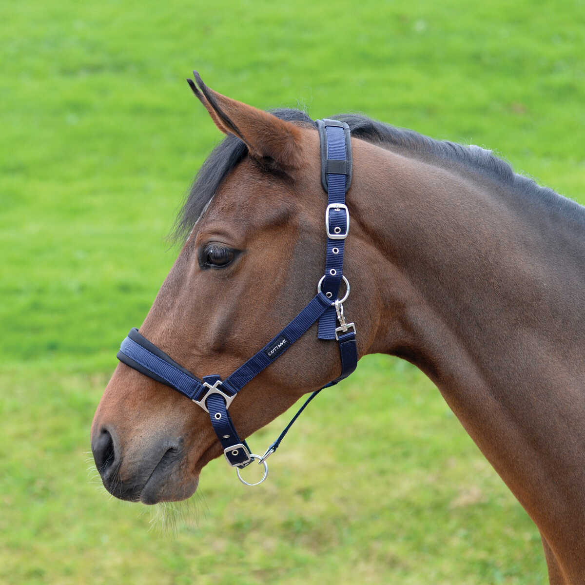 Cottage Craft Padded Headcollar Navy Blue