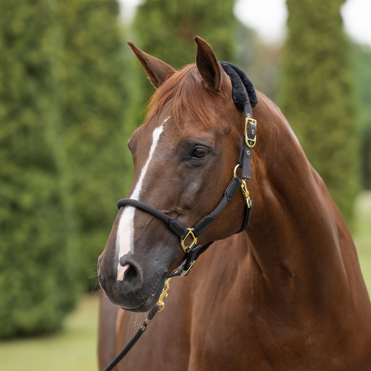 Covalliero Anniversary Halter Graphite