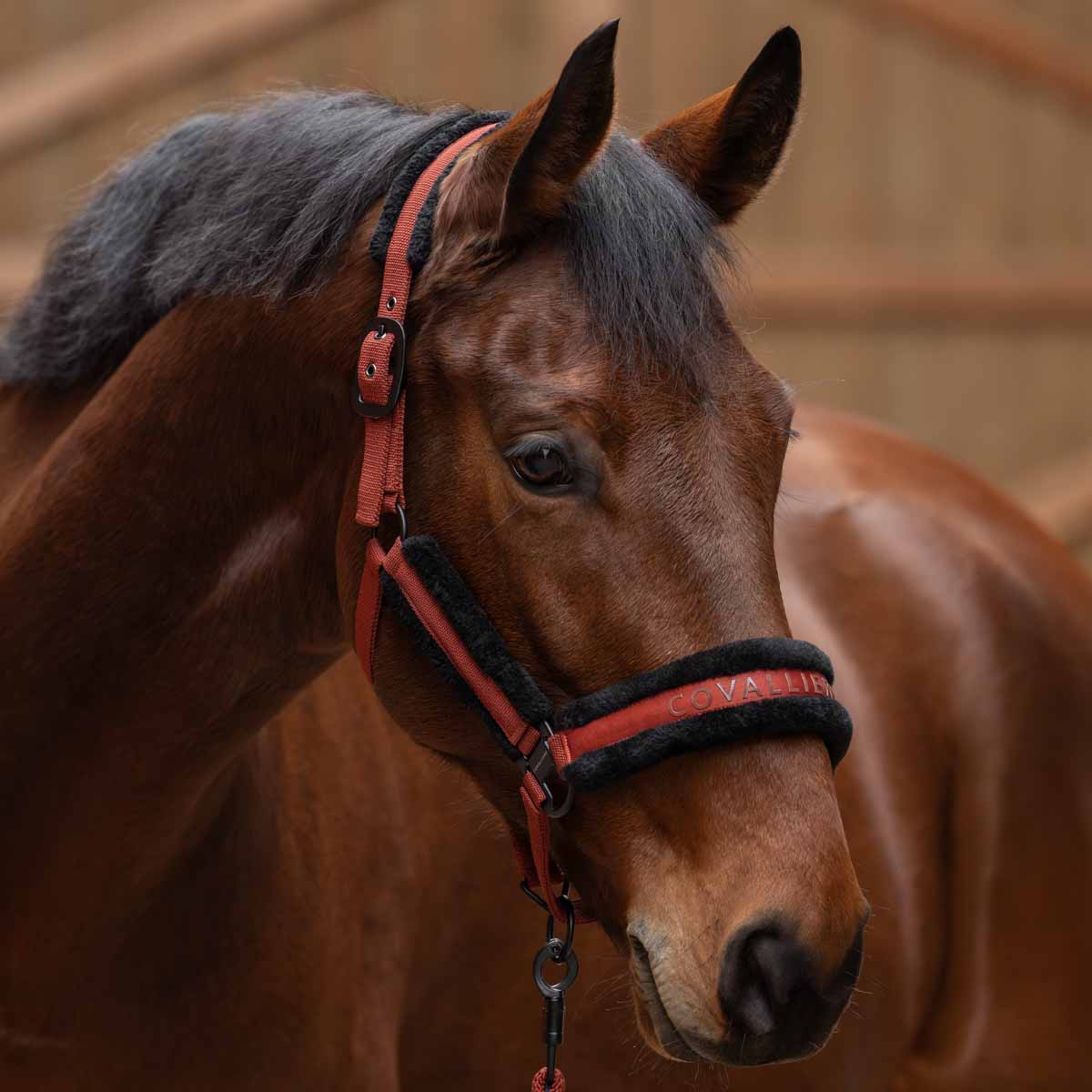 Covalliero Head Collar Rust