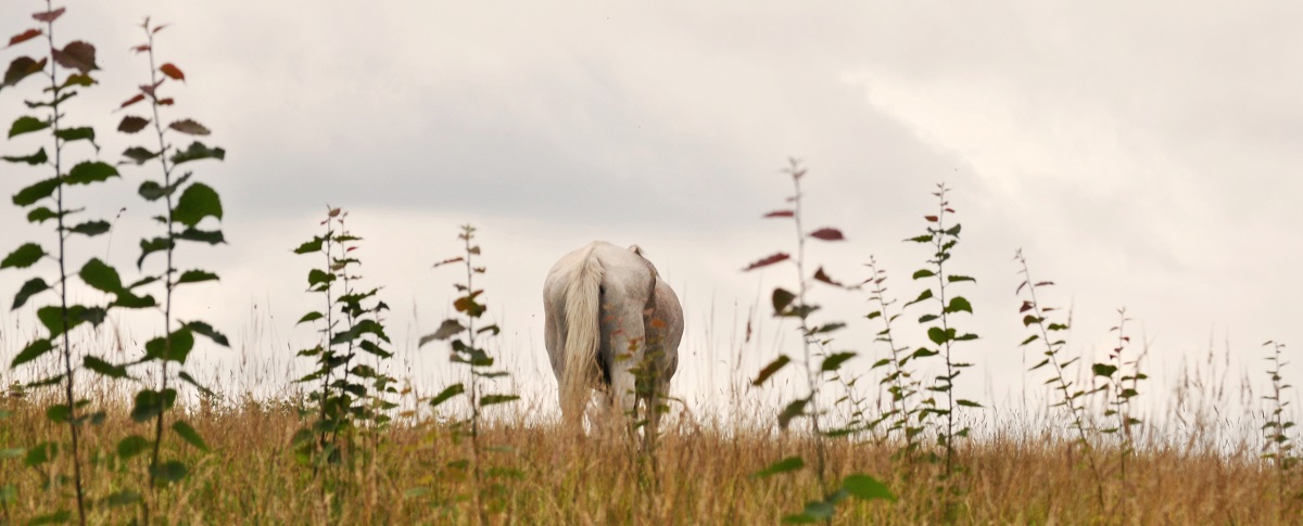 How ArcEquine can help Laminitis 