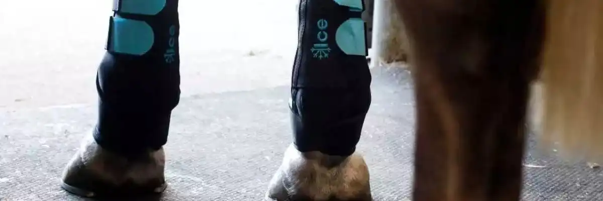 ice boots for horses