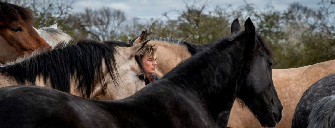 Ben Atkinson horses