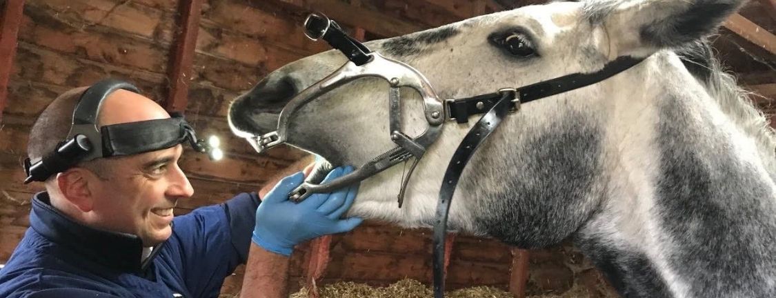 Equine Dentist