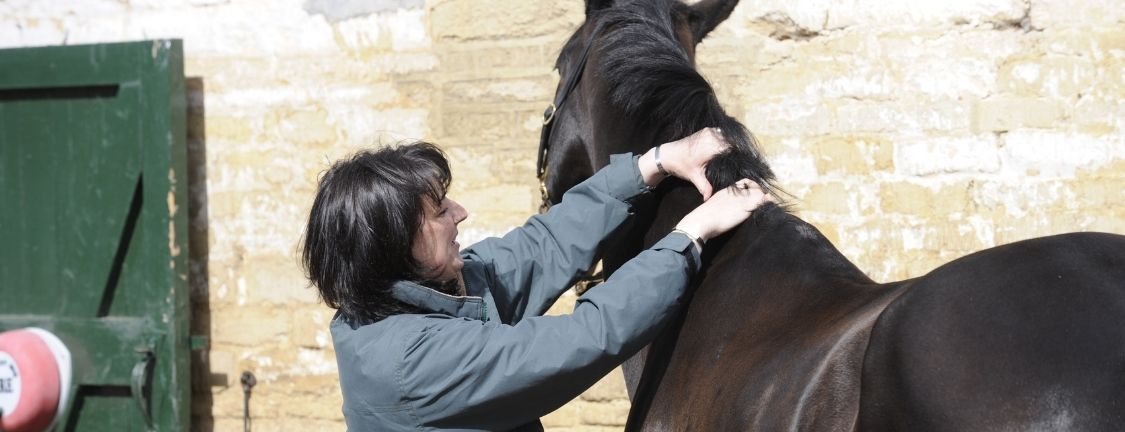 Equine nutrition 