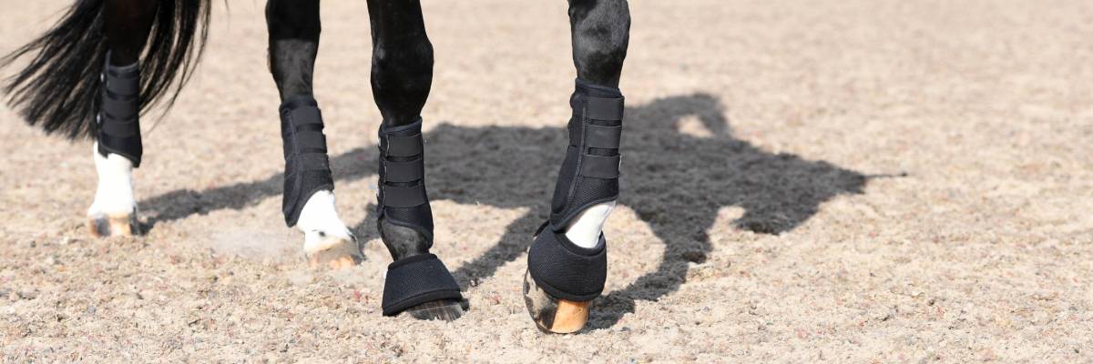 how to do dressage warmup explained