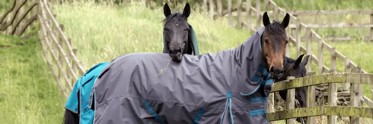 Measuring Your Horse For a Rug