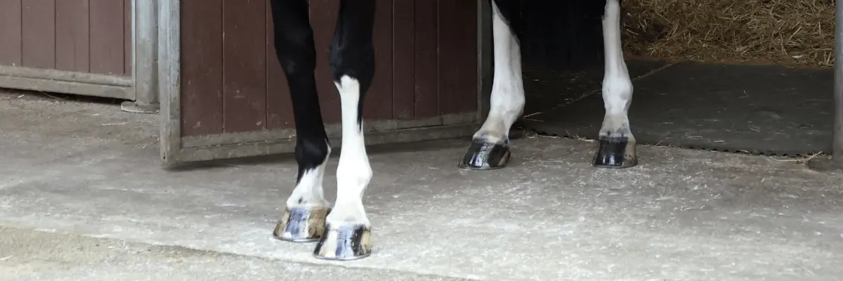 How to Poultice a Hoof