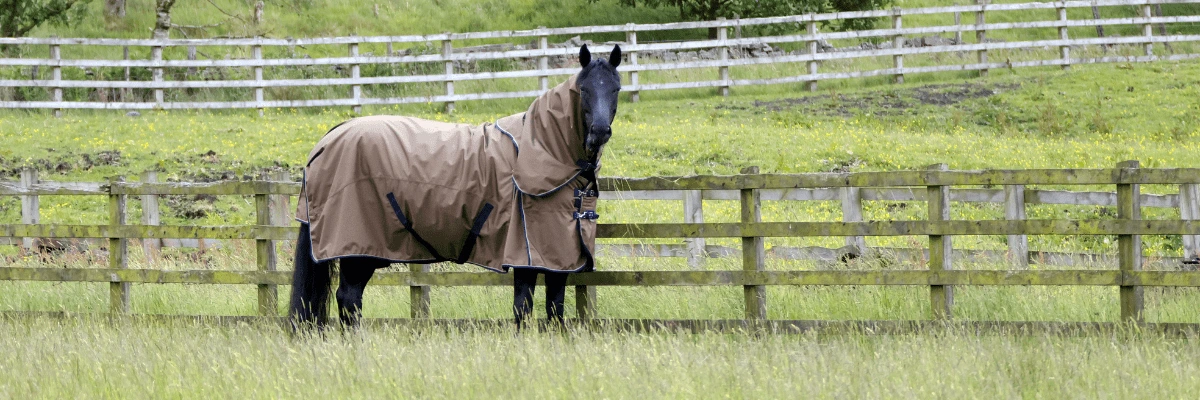 The ultimate guide to Horse rugs