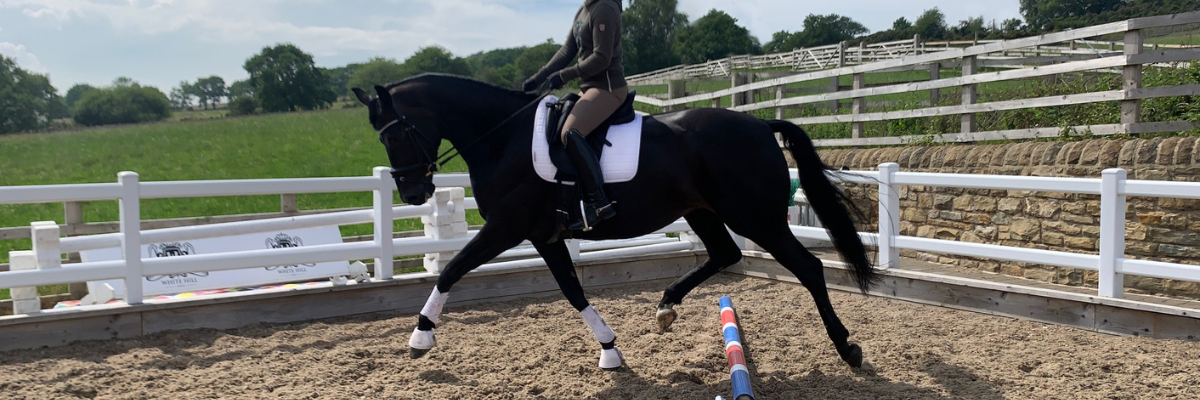 Pole exercises for horses