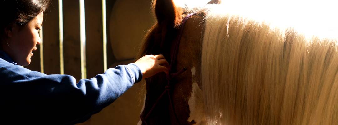 A different type of Riding School