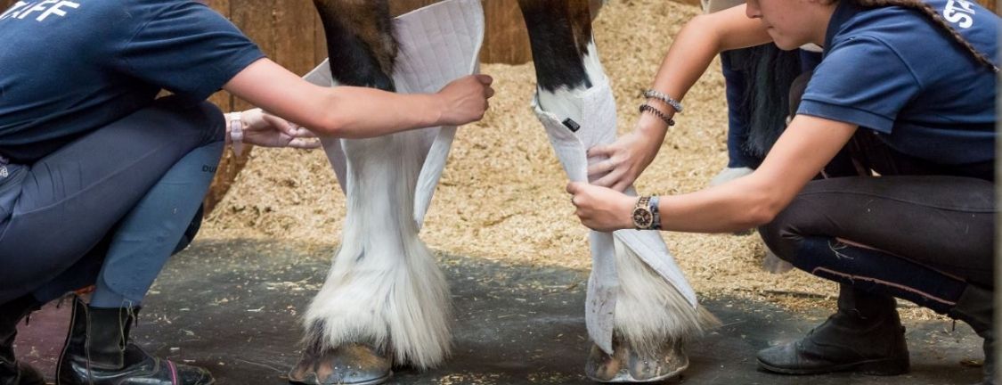 Horse first aid 