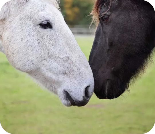 Charity Partnership - Horses in rehabilitation